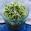 Living Food: an easy guide how to start growing your own sprouts