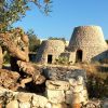 Building a sustainable Agri-Camping and saving olive trees.