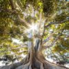 Du stress à la sérénité en 10 minutes avec les grands arbres