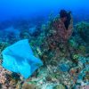 4ocean.com. 1 bracelet, 1 livre d’ordures enlevé. 90’000 livres depuis janvier 2017. Une histoire de succès