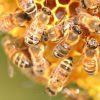 In a country without pesticides, Cuban bees are in great shape!
