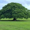 Les arbres ont un “battement de cœur”, selon les dernières découvertes scientifiques