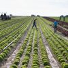 Le canton de Neuchâtel en Suisse devrait passer au bio ou biodynamique avec ses mille hectares de terres