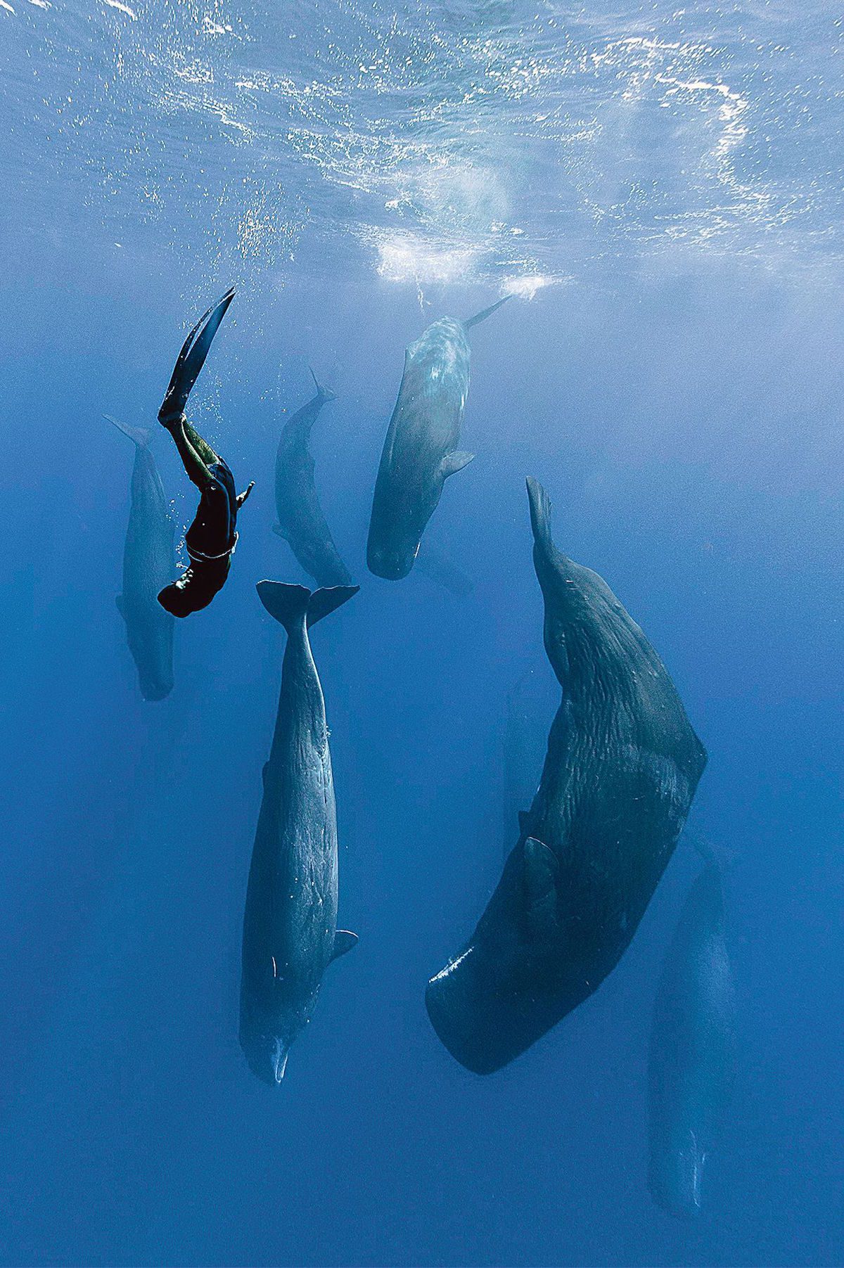 Guillaume Néry danses with the sperm whales: One breath around the world