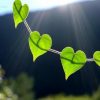 Etre à l’écoute de son Coeur / La conscience du Coeur