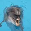 Audio-virtuelles DELFINARIUM… Therapiezentrum-Bucklige Welt