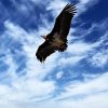 Le virus nous dit qu’il est temps pour l’Aigle et le Condor, l’esprit et le cœur, de s’envoler ensemble