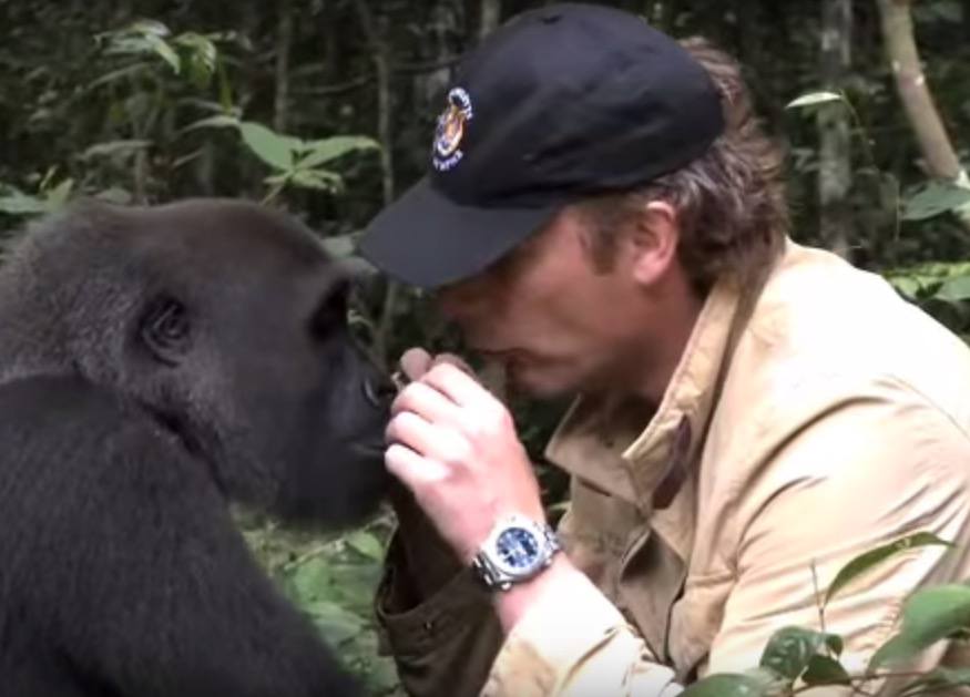 Das umwerfendste Gorilla Video