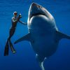 Anna Breytenbach communicates with great white sharks