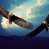 Die Prophezeiung vom Adler und Kondor. Der Adler muss sehen, der Kondor sich erheben.