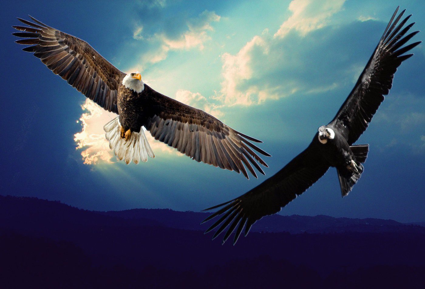 Die Prophezeiung vom Adler und Kondor. Der Adler muss sehen, der Kondor sich erheben.