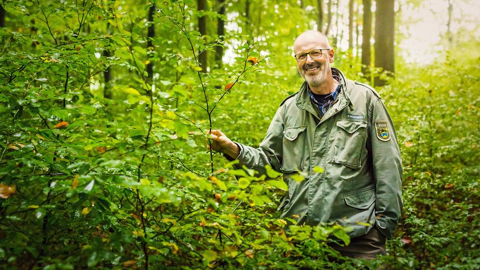 Das geheime Netzwerk der Natur – mit Peter Wohlleben