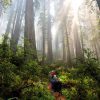 Die Lektion der Redwoods – Unsere wahre Kraft besteht im Willen, uns gegenseitig zu unterstützen