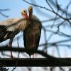 Klepetan and Malena – Croatia’s most Unusual Love Story