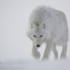 Working to protect the living – by Vincent Munier