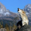 Comment les loups changent les rivières